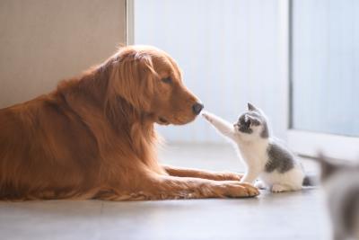 Animal Wellness Clinic